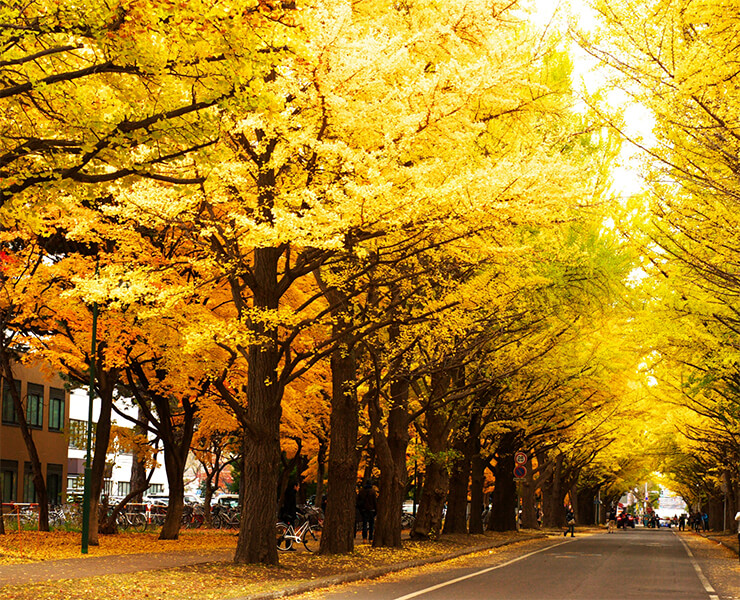 Hokkaido University